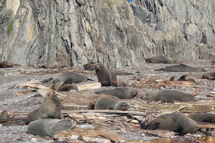 Seal Coast Safari - Exclusive access to Wellington's secret coast - Photo 1 of 9